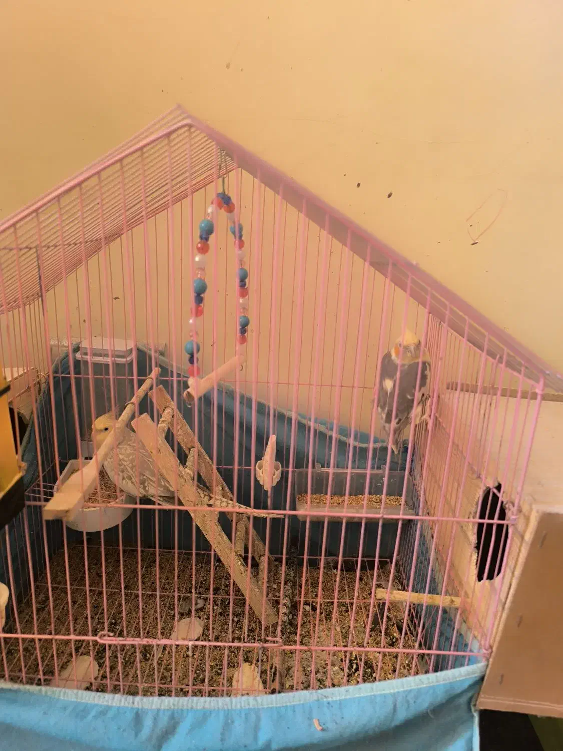 عروس هلندی|پرنده|آبدانان, |دیوار