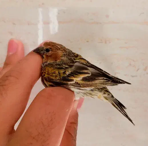 سهره گلبسر ماده|پرنده|آبدانان, |دیوار