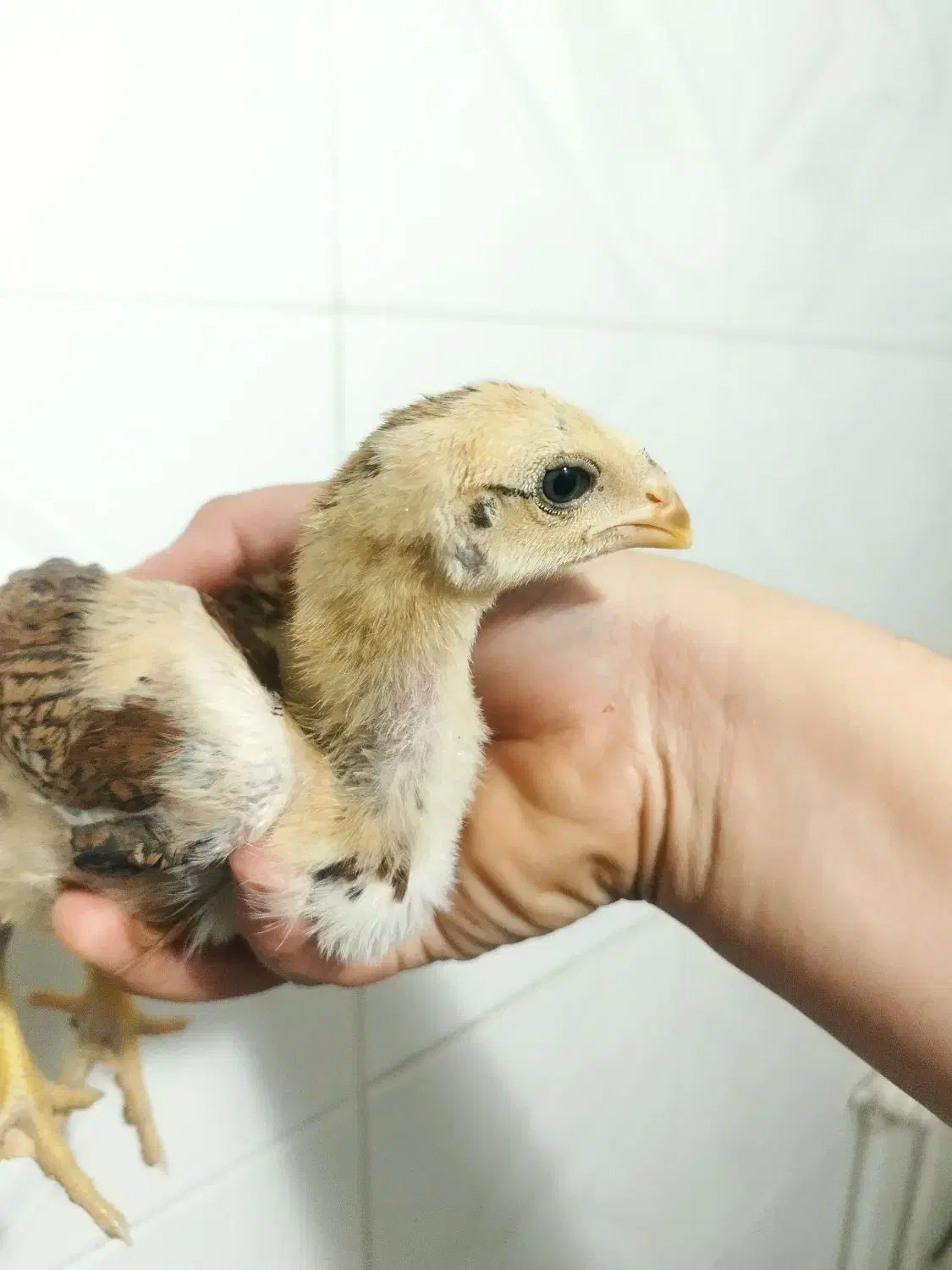 یک جفت جوجه لاری|حیوانات مزرعه|مشگین شهر, |دیوار