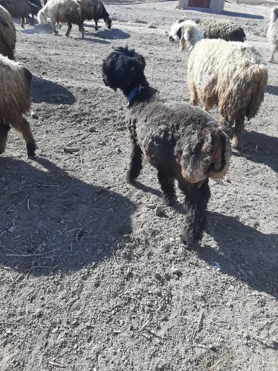 قوچ|حیوانات مزرعه|ازنا, |دیوار