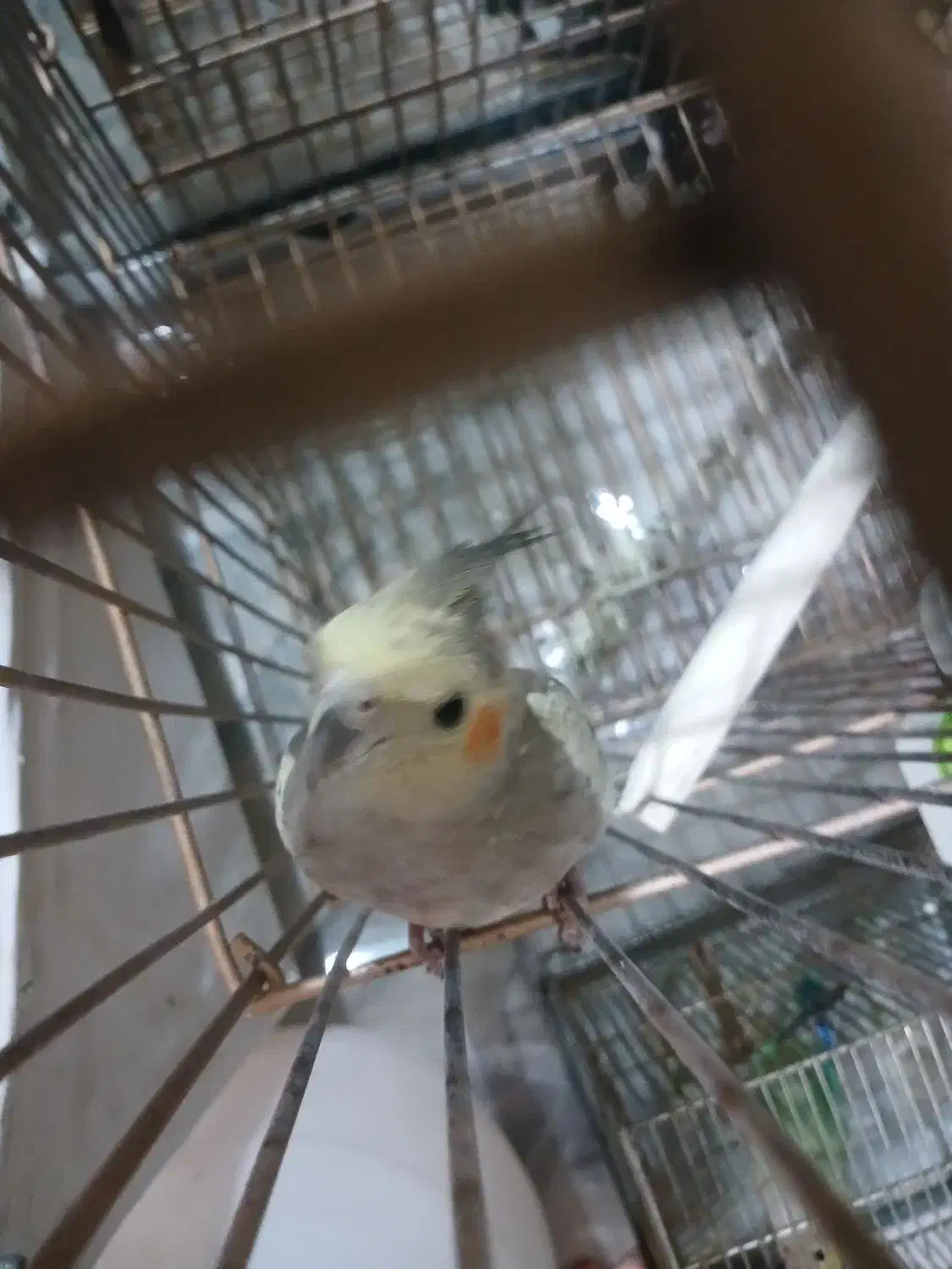 عروس هلندی|پرنده|تهران, شکیبا|دیوار