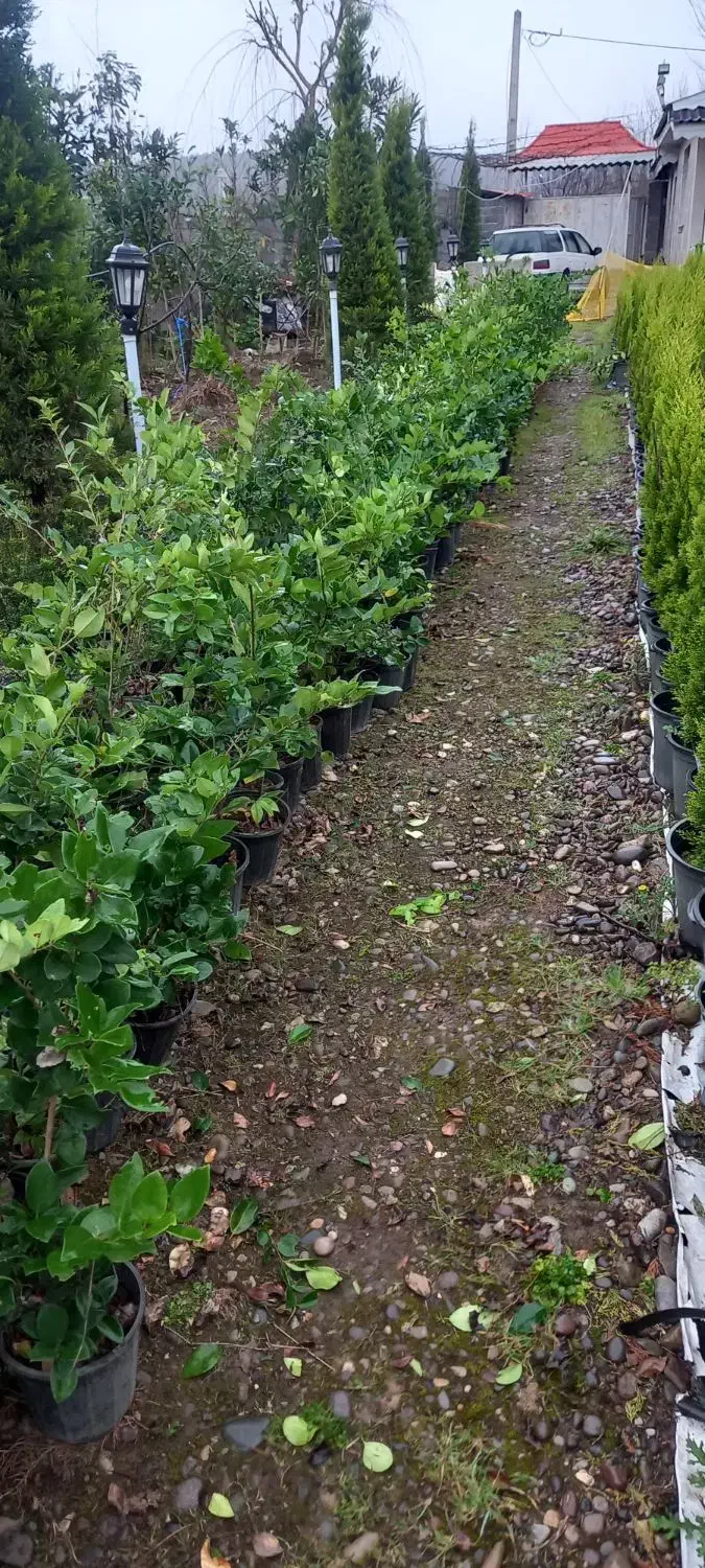 یاس هلندی|گل و گیاه طبیعی|شهریار, کهنز|دیوار