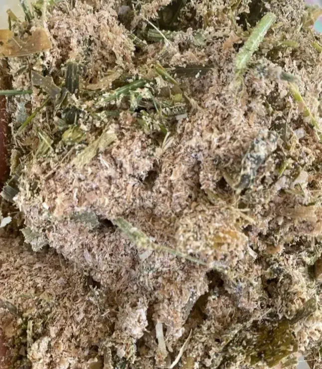 ذرت علوفه ای|عمدهفروشی|میلاجرد, |دیوار