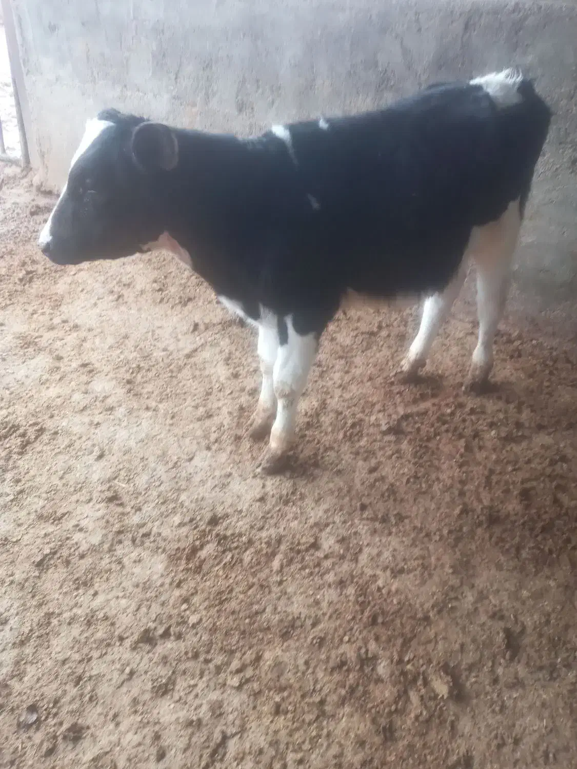 گوساله نر|حیوانات مزرعه|بوئین زهرا, |دیوار