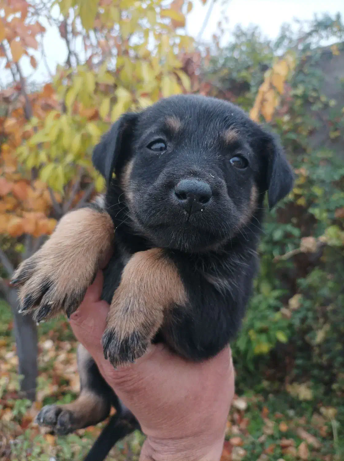 یک جفت توله نر و ماده|سگ|مرودشت, علیآباد|دیوار