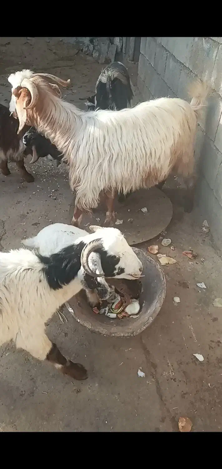 بزوبزغاله|حیوانات مزرعه|دورود, |دیوار