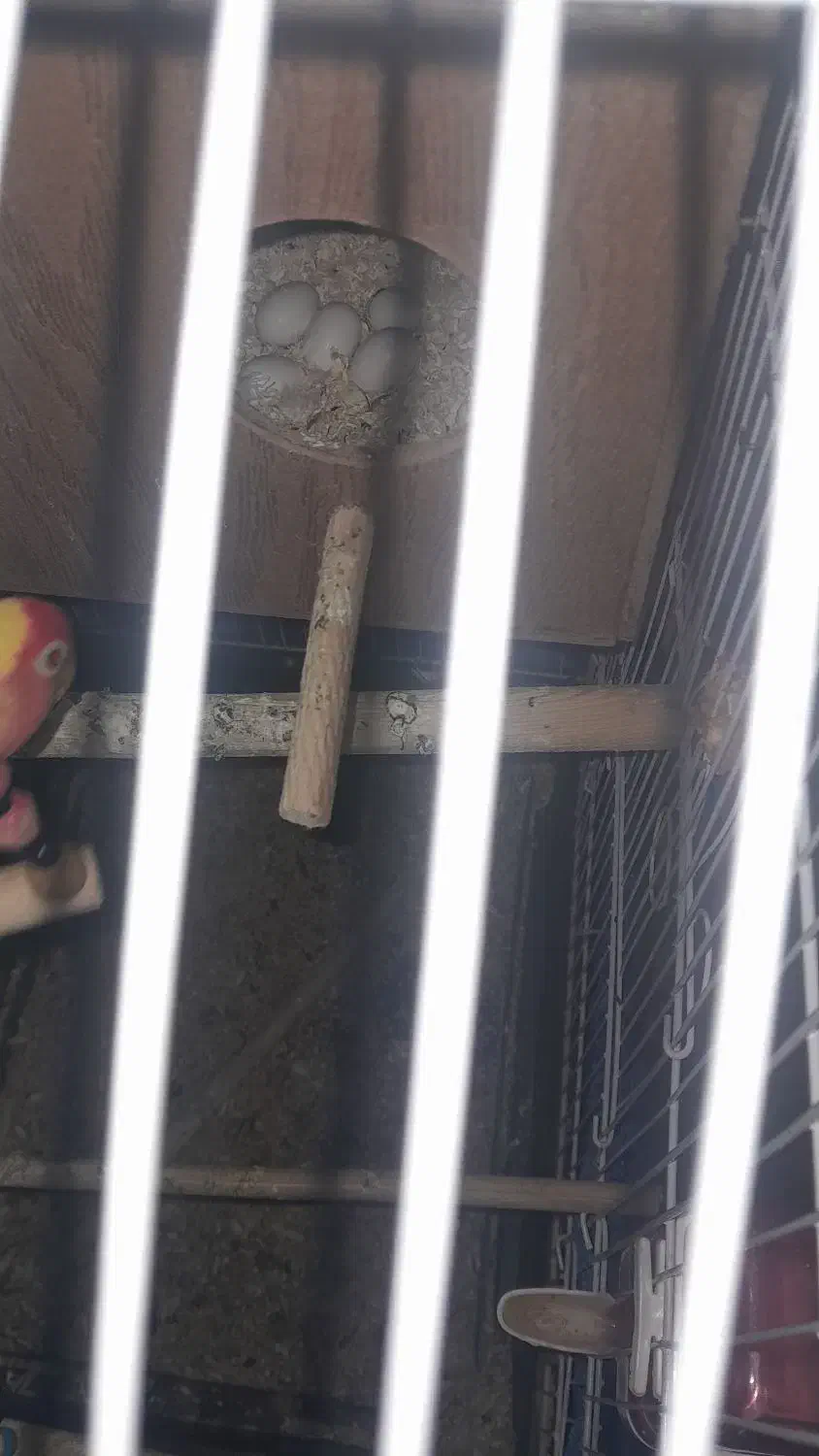 جوجه طوطی برزیلی صورت هلویی|پرنده|کهریزک, |دیوار