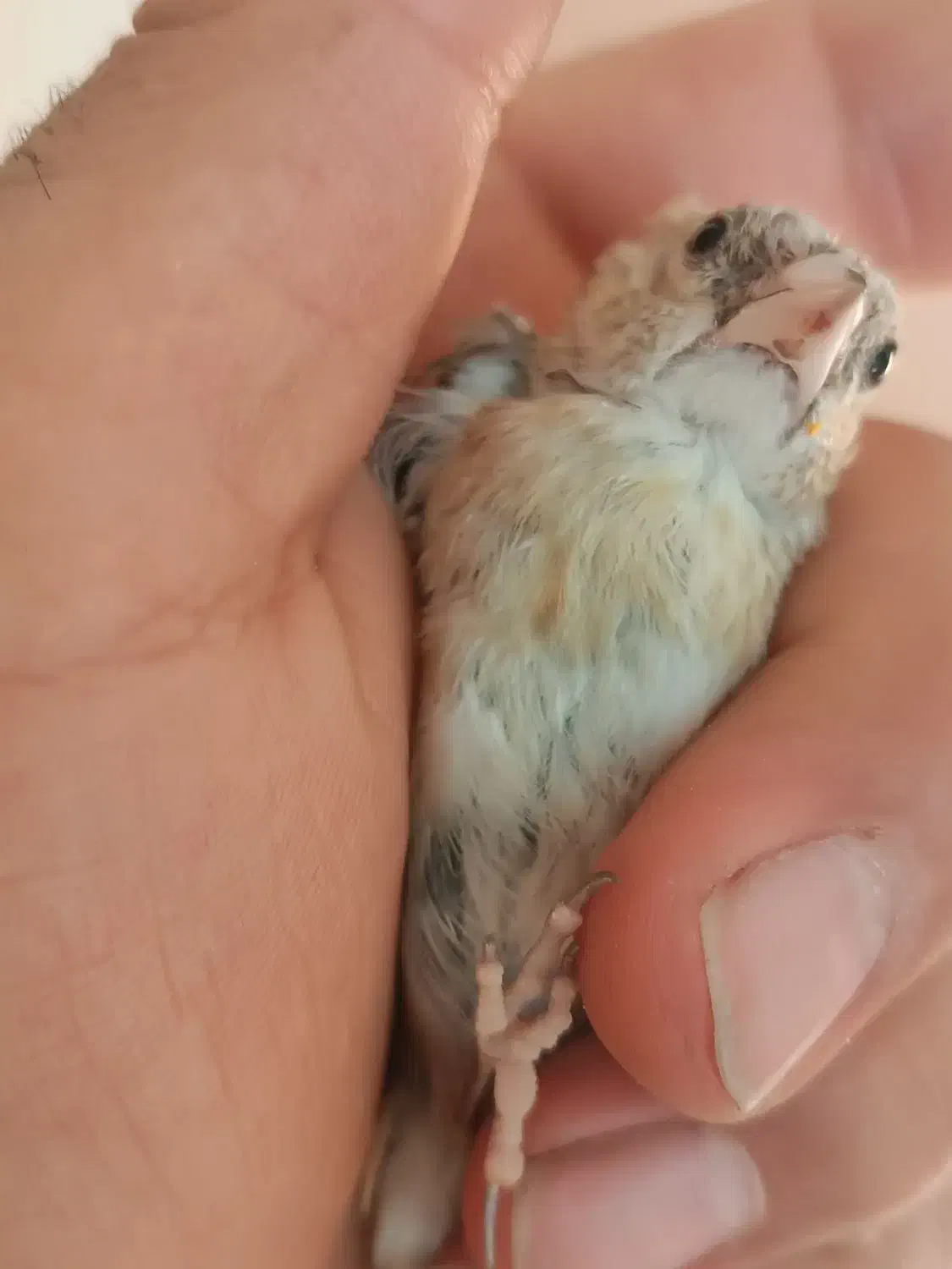 سهره جوجه چونه سفید|پرنده|محمدشهر, شهرک پیام (مهرالبرز)|دیوار