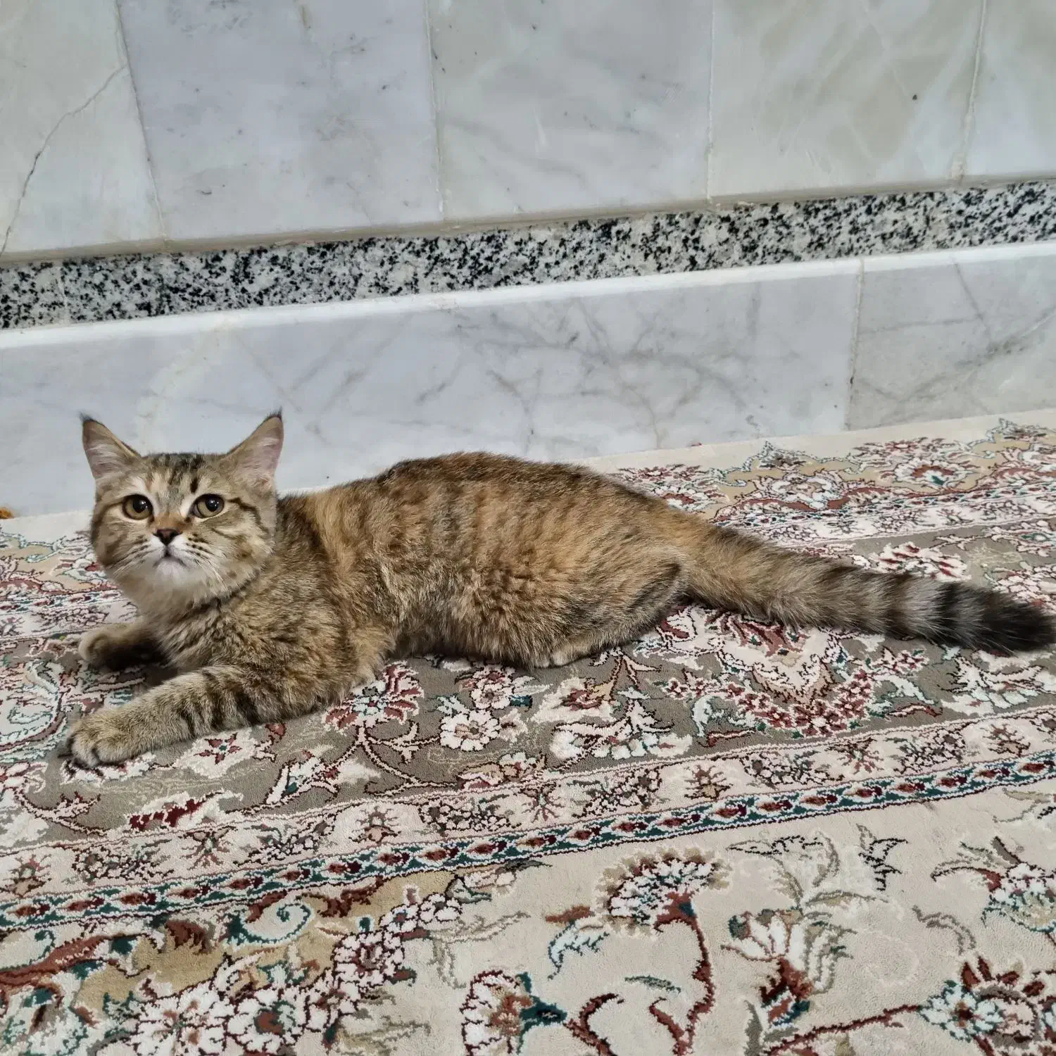 بچه گربهی بسیار آروم|گربه|زاهدان, |دیوار