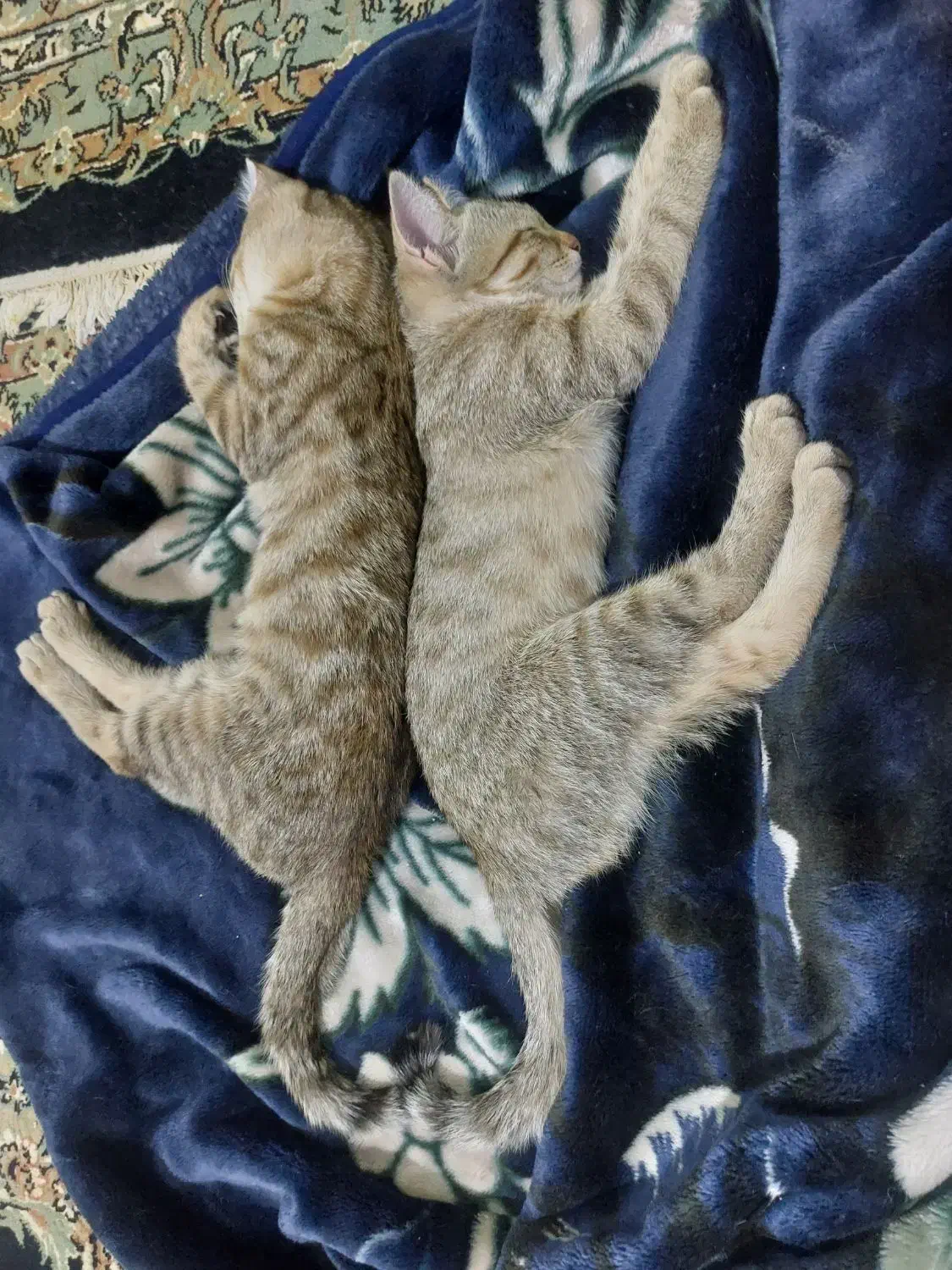 واگذاری بچه گربه سه ماهه|گربه|زنجان, |دیوار