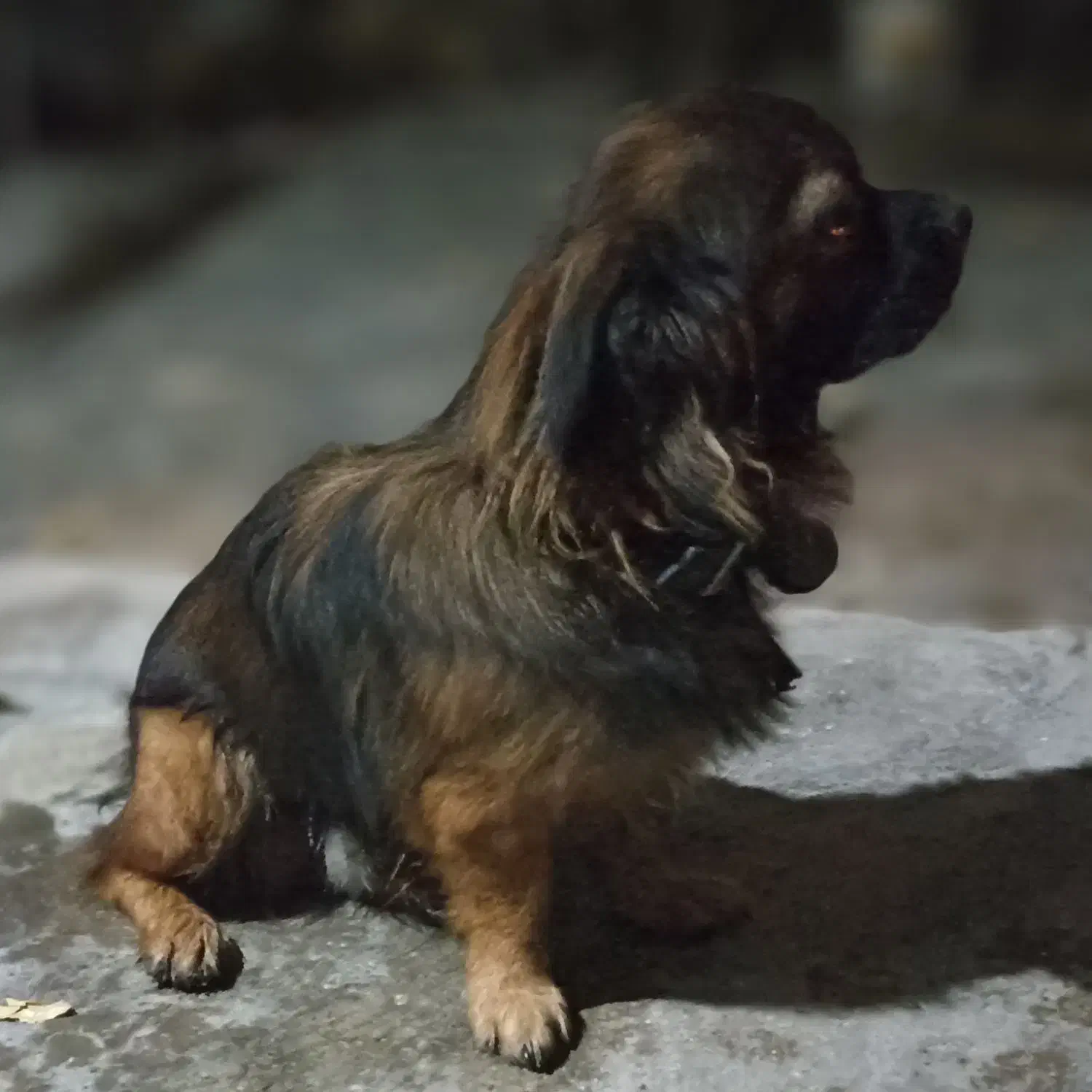 سگ فروشی|سگ|برازجان, |دیوار