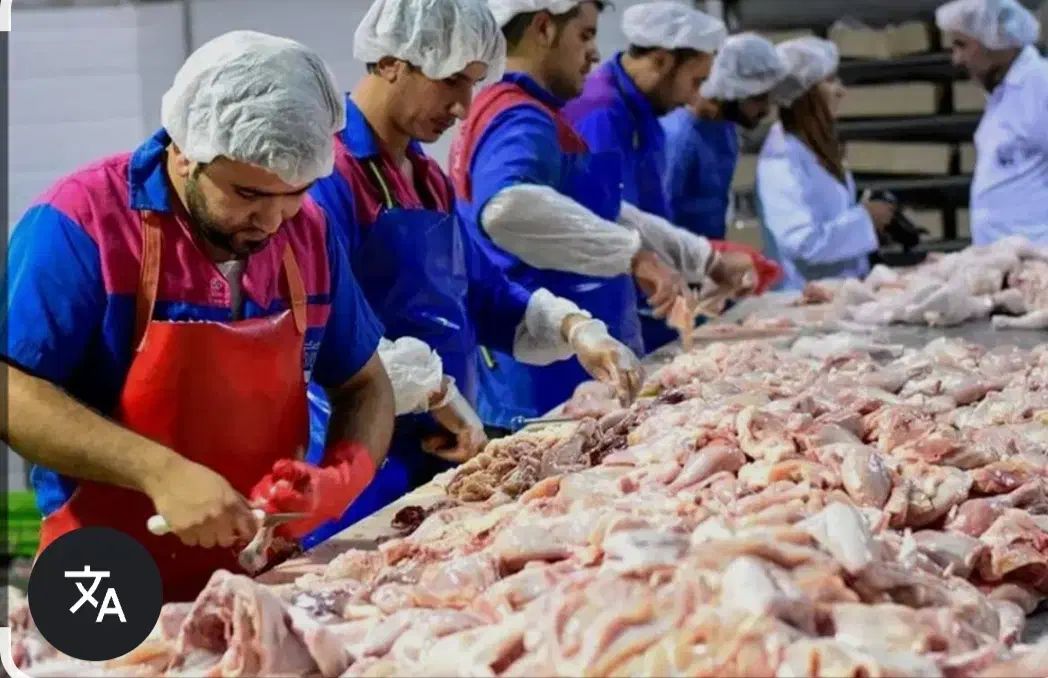 قطعه بندی مرغ|استخدام صنعتی، فنی، مهندسی|قزوین, |دیوار