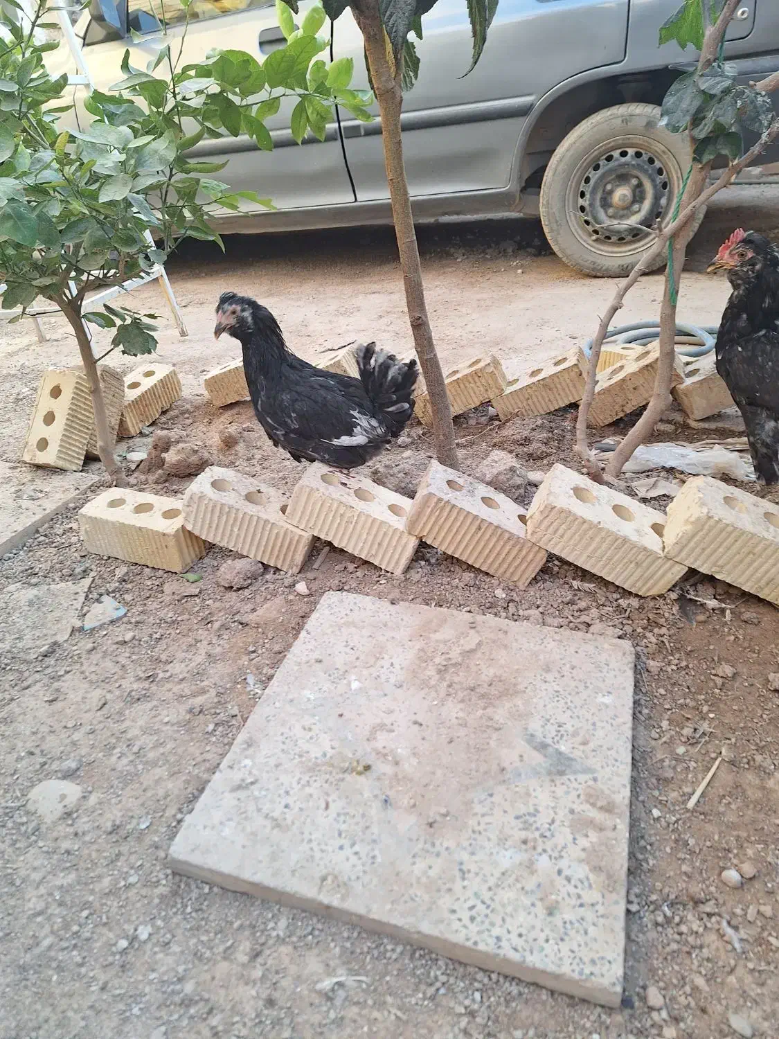 جوجه گلین اصل کفتر سینه سرخ ماده|حیوانات مزرعه|طسوج, |دیوار