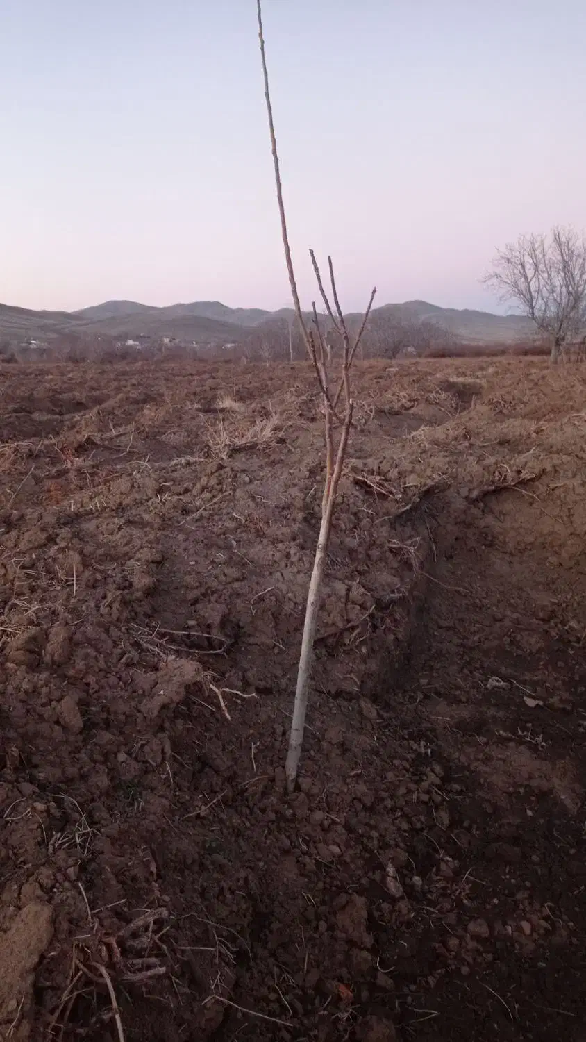 نهال گردو|گل و گیاه طبیعی|ملایر, |دیوار