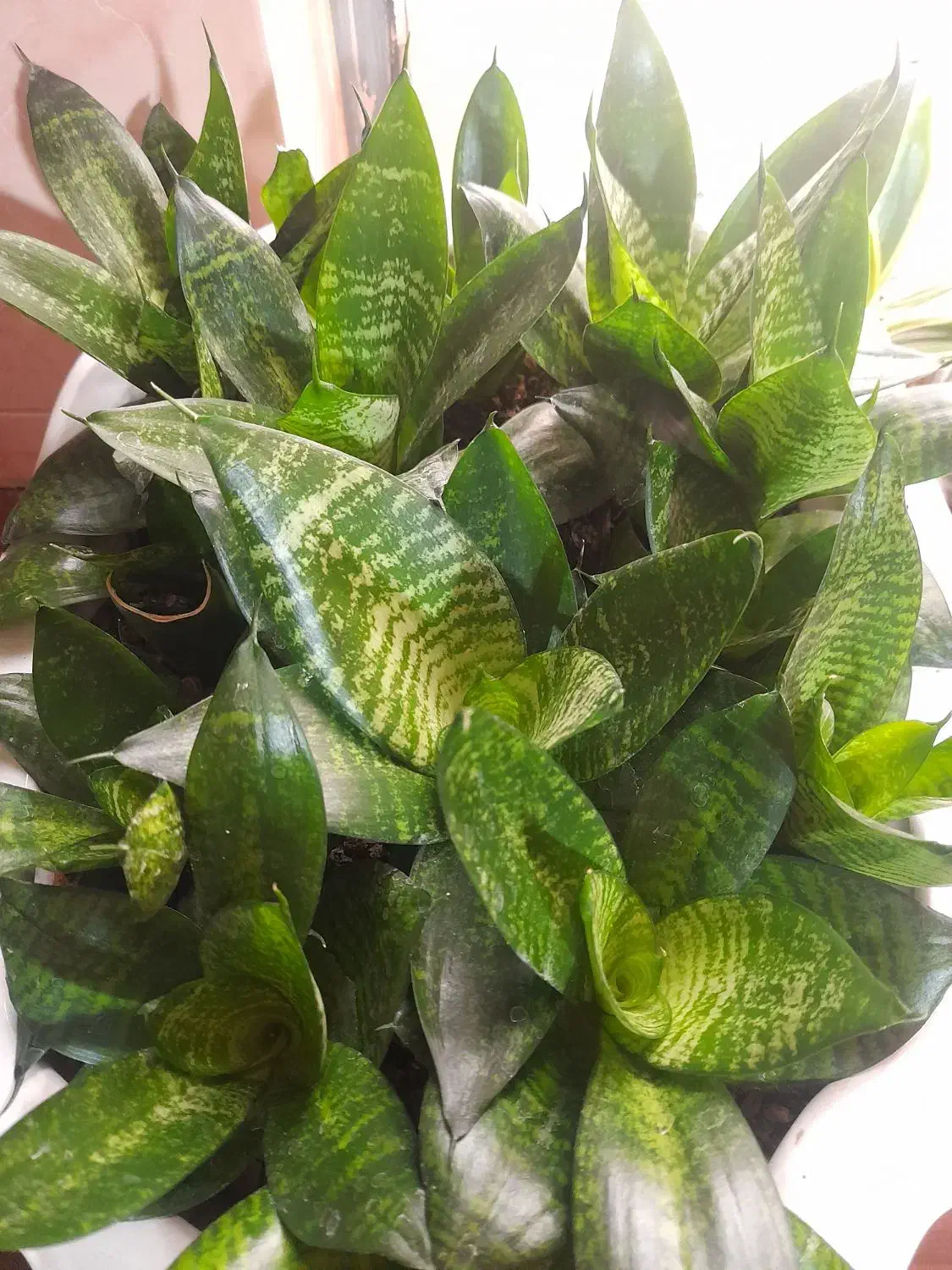 گل اپارتمانی|گل و گیاه طبیعی|ورامین, ورامین|دیوار