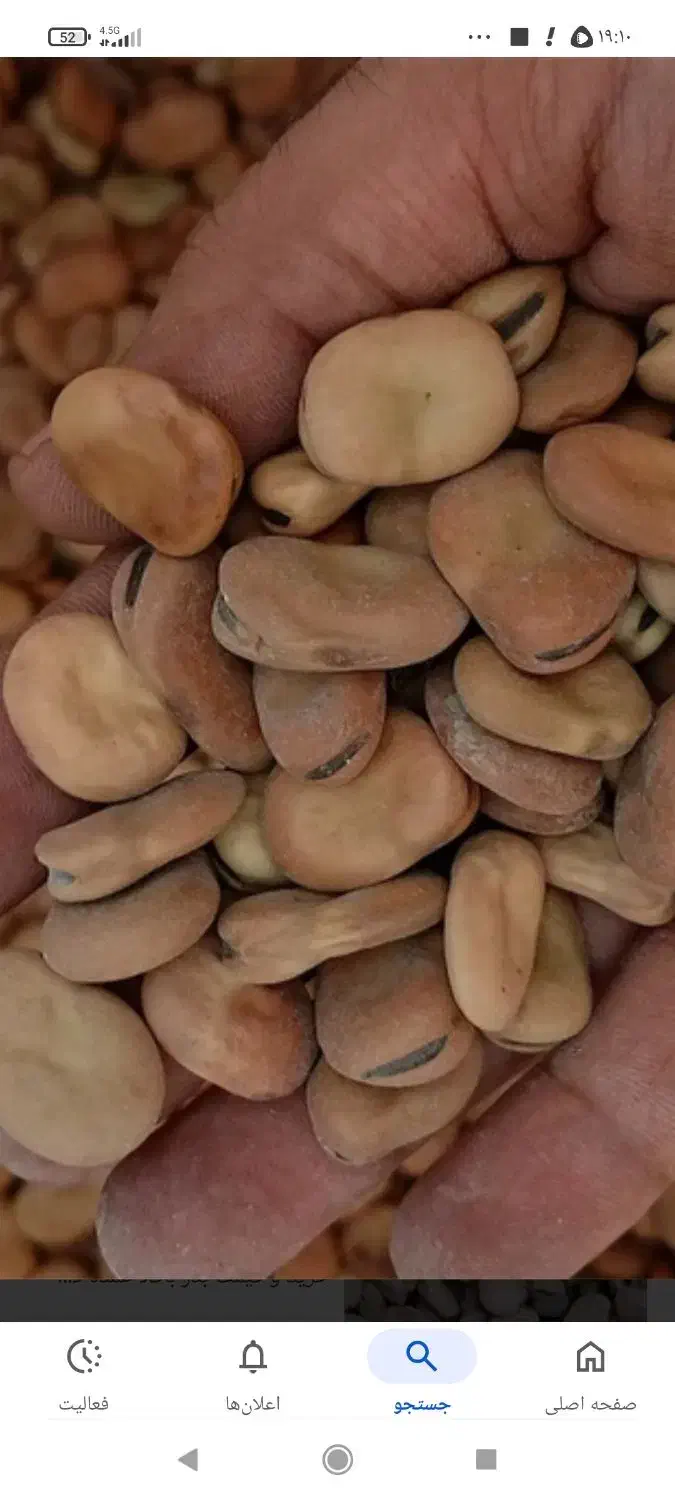 باقلای بذری|گل و گیاه طبیعی|رامیان, |دیوار