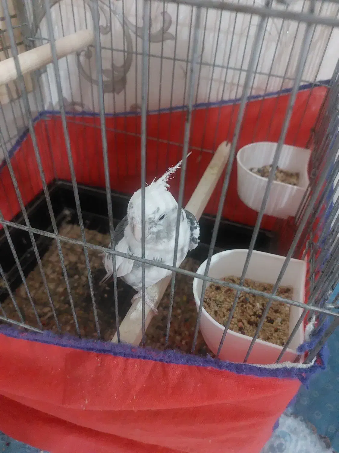 یه جفت عروس هلندی نر وایت فیس|پرنده|قدس, شهرقدس|دیوار