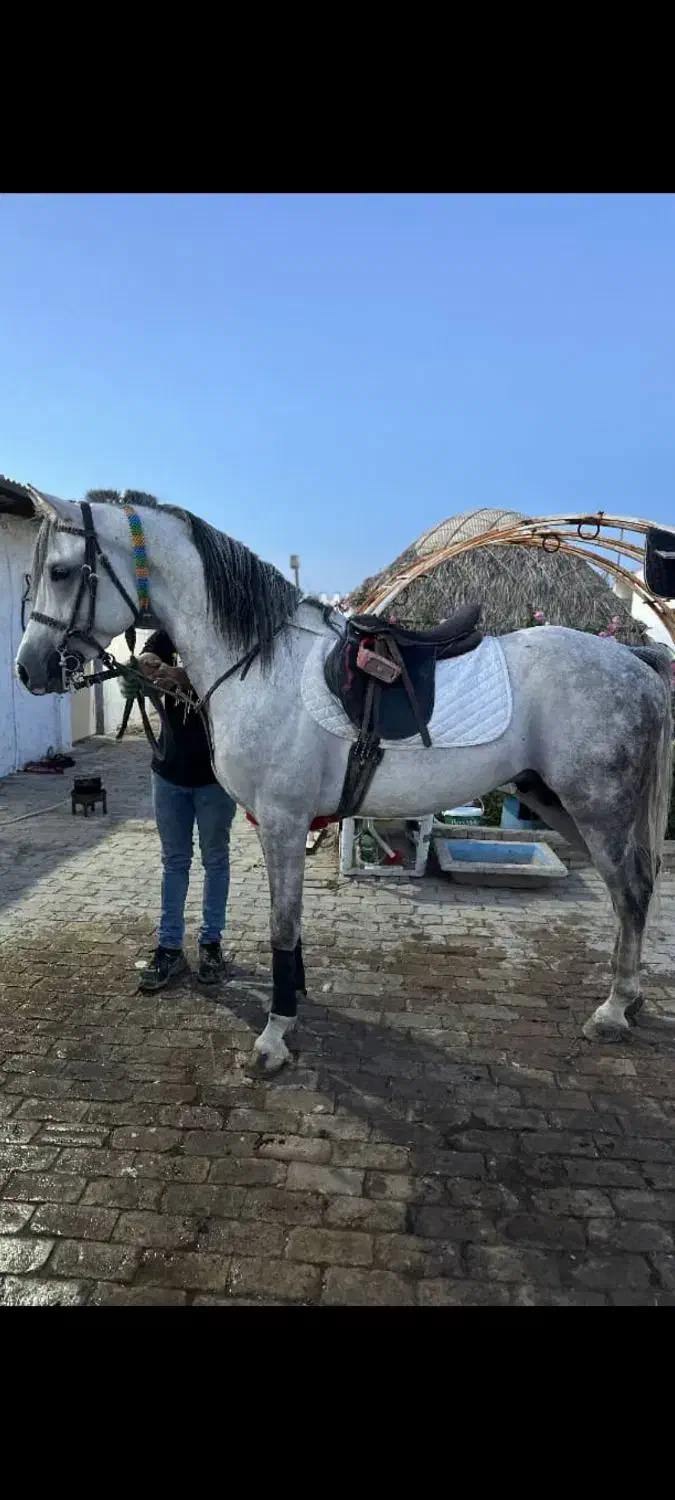 نریان عرب|اسب و تجهیزات اسبسواری|کرمان, |دیوار