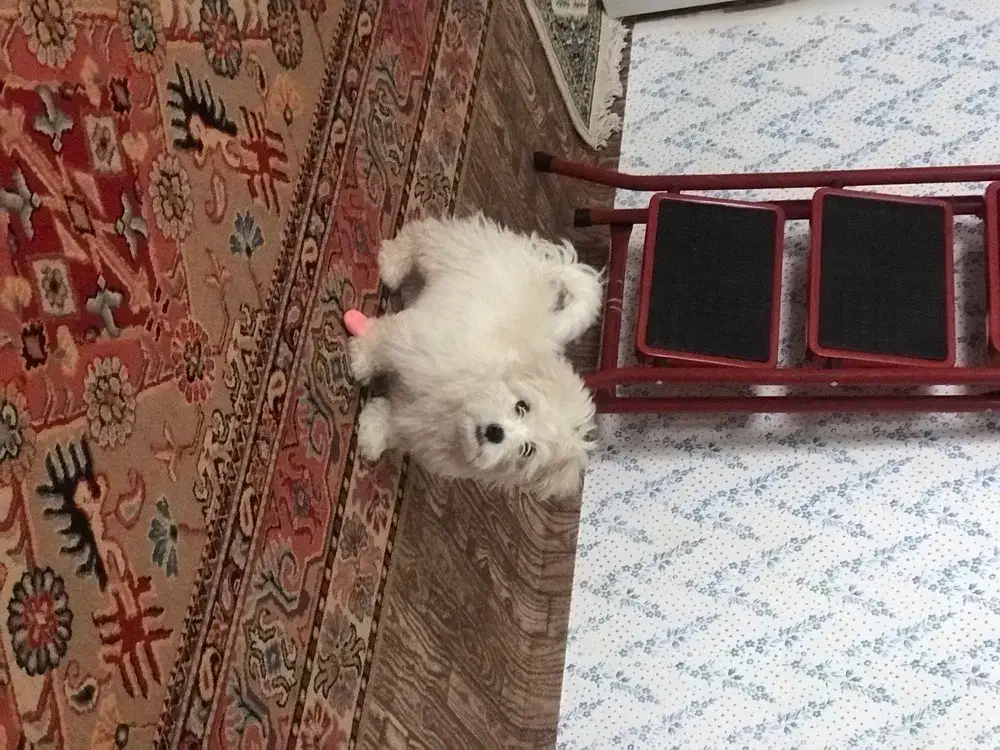 شیتزو|سگ|شاهرود, |دیوار