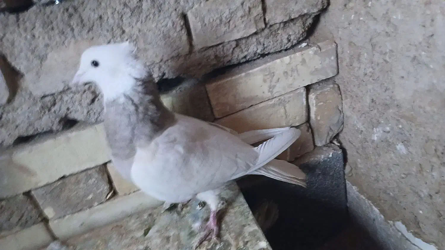 ۷ عدد کبوتر|پرنده|بروجن, |دیوار