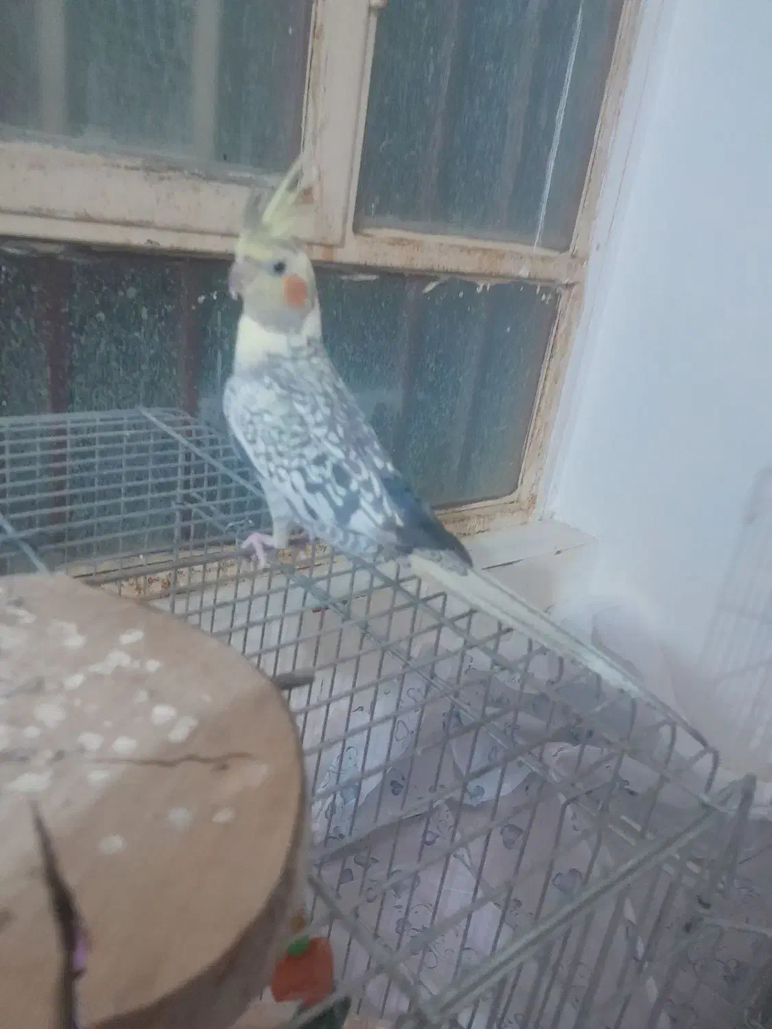 عروس هلندی|پرنده|یاسوج, |دیوار