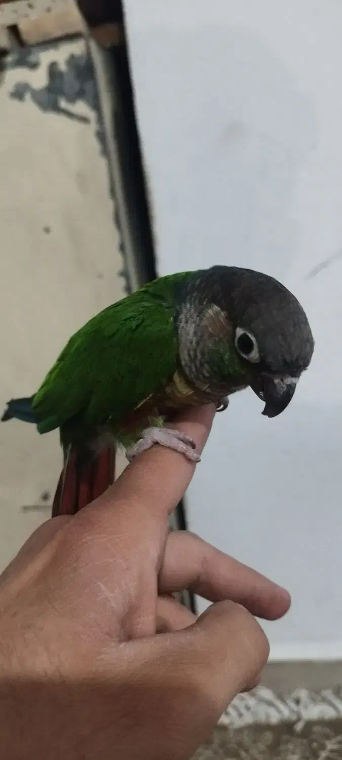 گرینچیک قناری ملنگو مرغ عشق|پرنده|قرچک, باقرآباد|دیوار