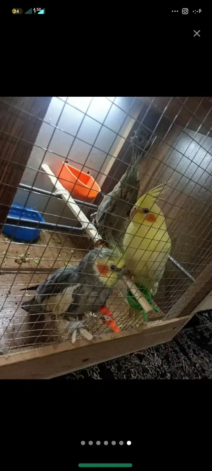 عروس هلندی دونی 800|پرنده|پاکدشت, حصار امیر|دیوار