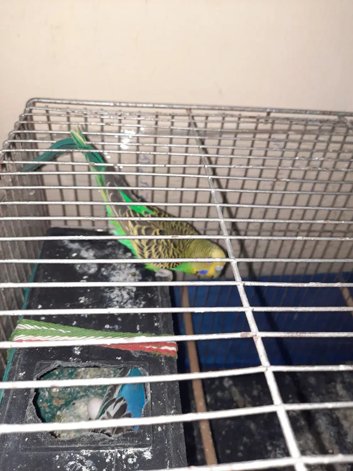 مرغ عشق|پرنده|کرج, ساسانی (قلمستان)|دیوار