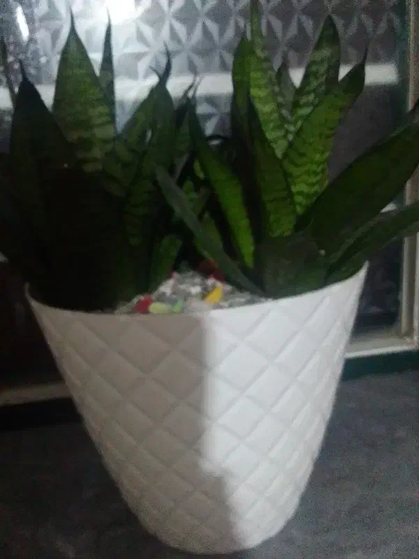 گلطبیعی،خانگی|گل و گیاه طبیعی|ارومیه, |دیوار