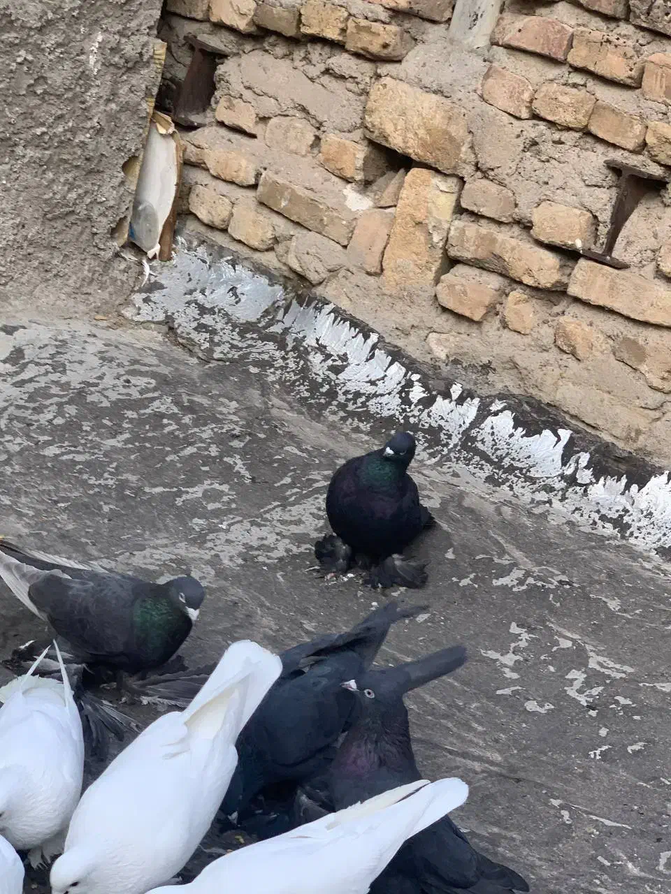 کفتر قره|پرنده|تبریز, |دیوار