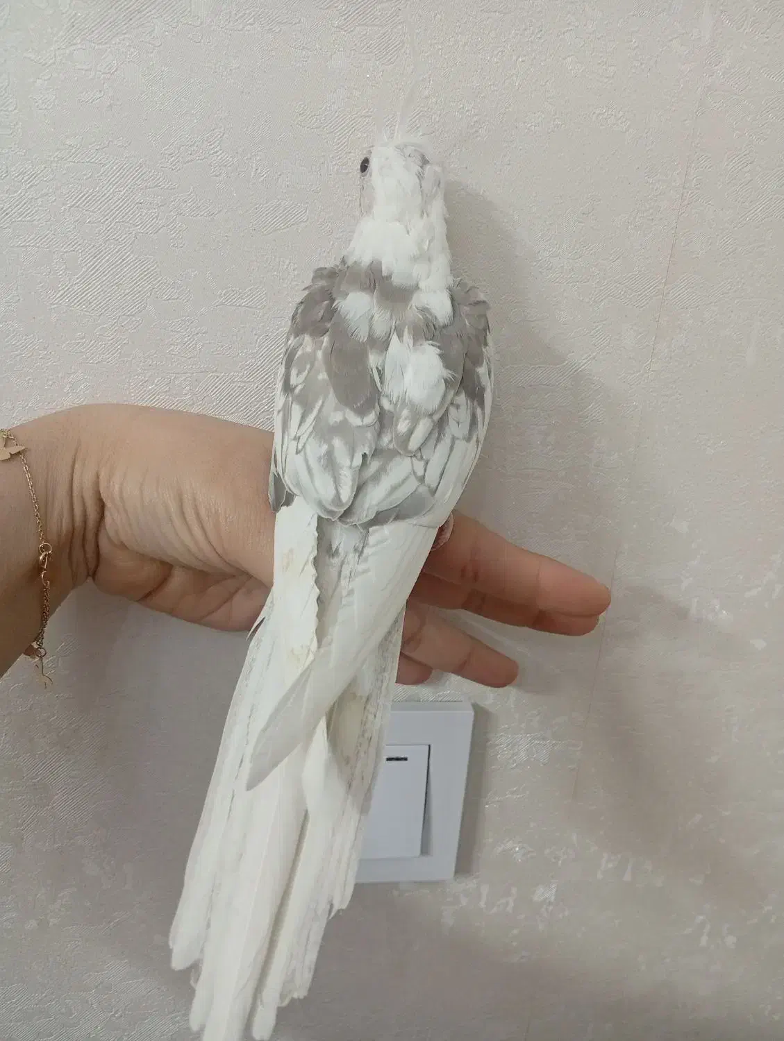 عروس هلندی البینو رام|پرنده|تهران, مینای شمالی (مخبر)|دیوار