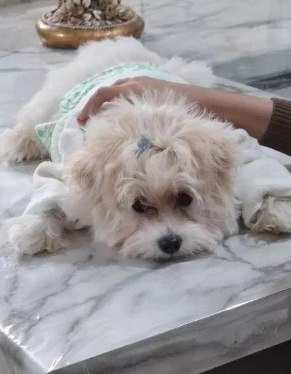 سگ پاکوتاه|سگ|کاشان, فاز ۲ ناجی آباد|دیوار