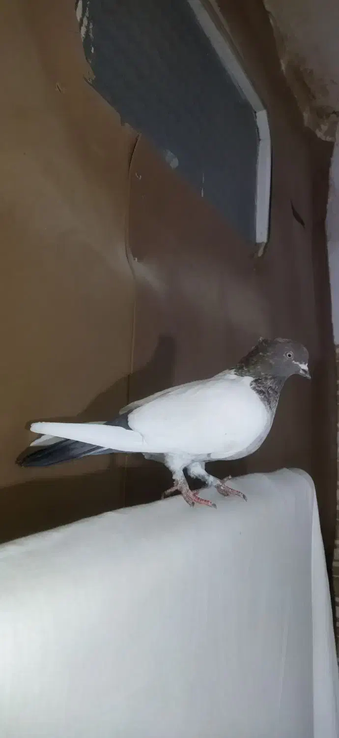 کفتر رنگی دمبی و کله دمبی و دوکتی ماده|پرنده|قم, دروازه ری|دیوار