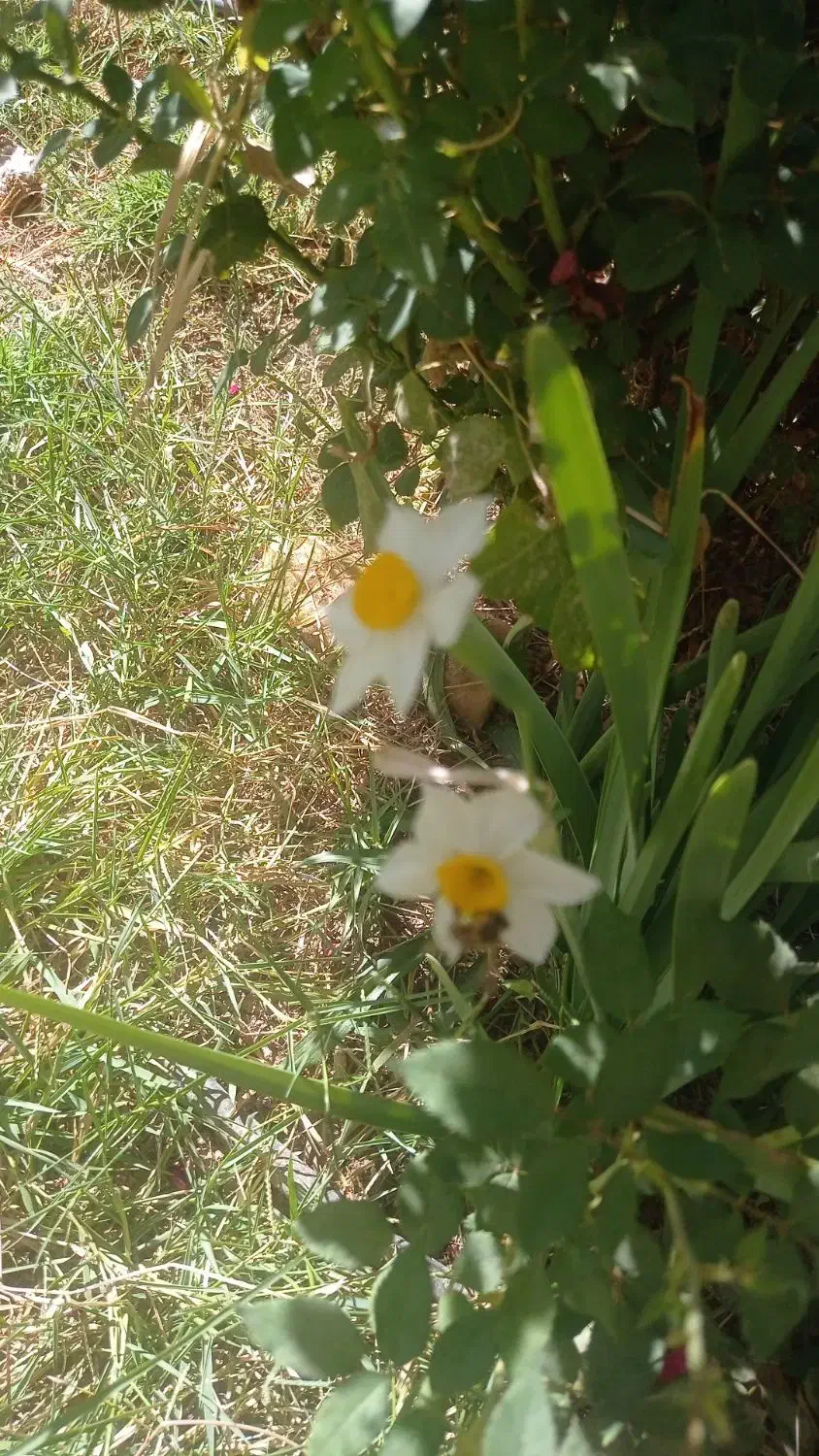 خانه ویلایی اجاره ای درسراب قلعه شاهین|اجارهٔ خانه و ویلا|قلعه شاهین, |دیوار