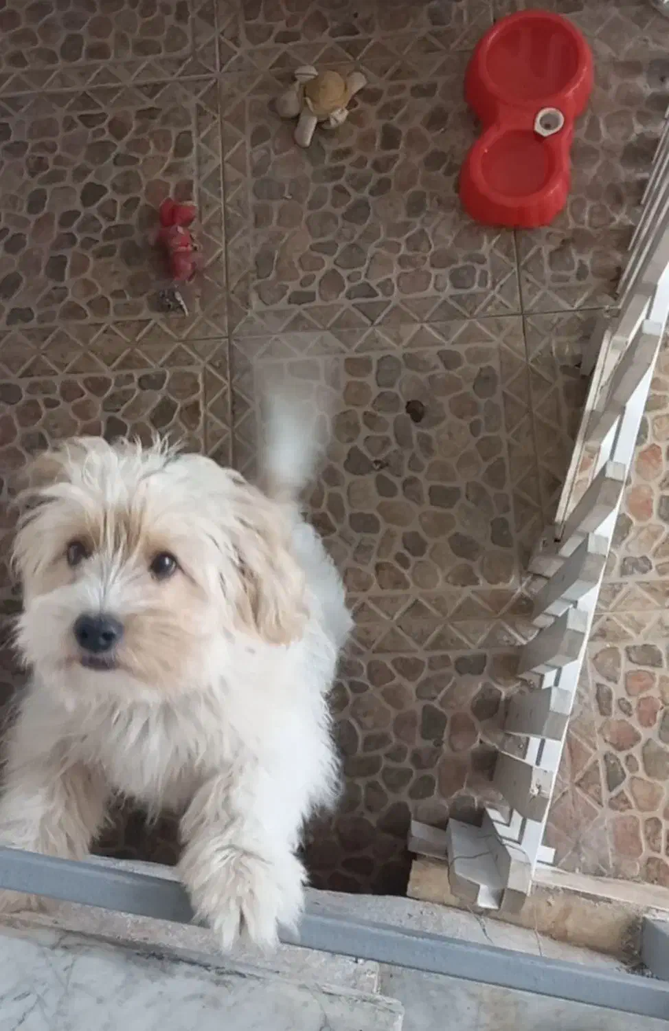 سگ شیتزوتریرفروشی|سگ|لاهیجان, لاشیدان|دیوار