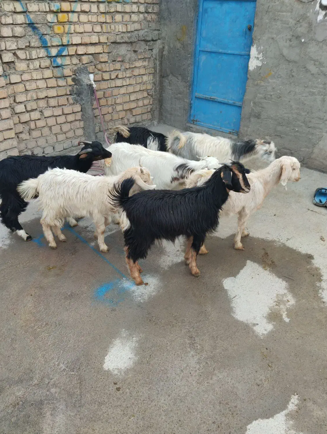 برو بزغاله|حیوانات مزرعه|پیشوا, |دیوار