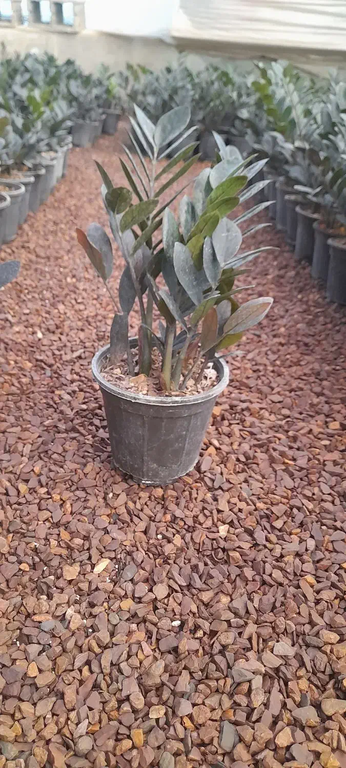 زاموفولیا سوپر بلک|گل و گیاه طبیعی|محلات, |دیوار