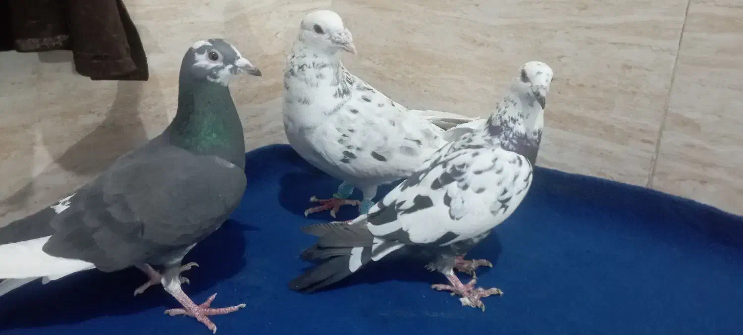 کفتر پلاکی رنگی|پرنده|پاکدشت, پاکدشت (مامازند)|دیوار