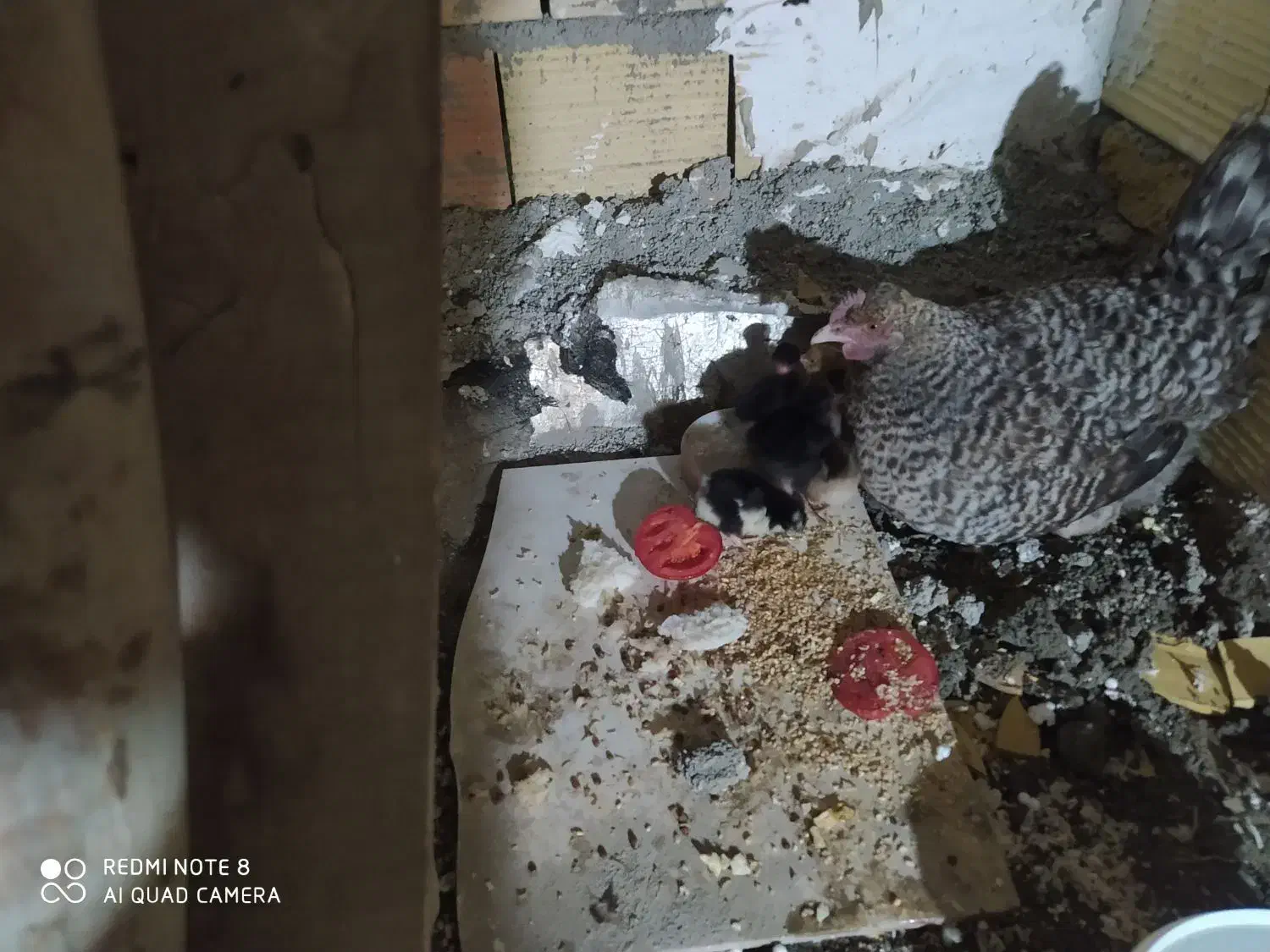 مرغ به همراه جوجه هاش|حیوانات مزرعه|محمدشهر, محمدشهر|دیوار