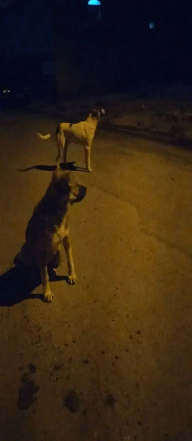 سگ شکاری و نگهبان|سگ|خورموج, |دیوار