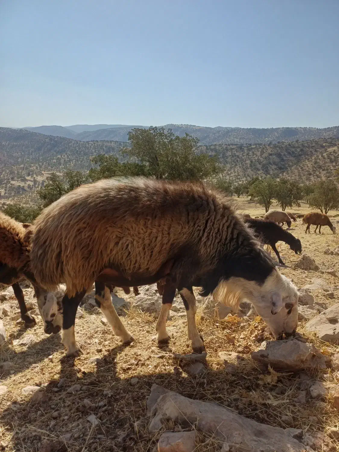 قوچ دو خط|حیوانات مزرعه|ویسیان, |دیوار