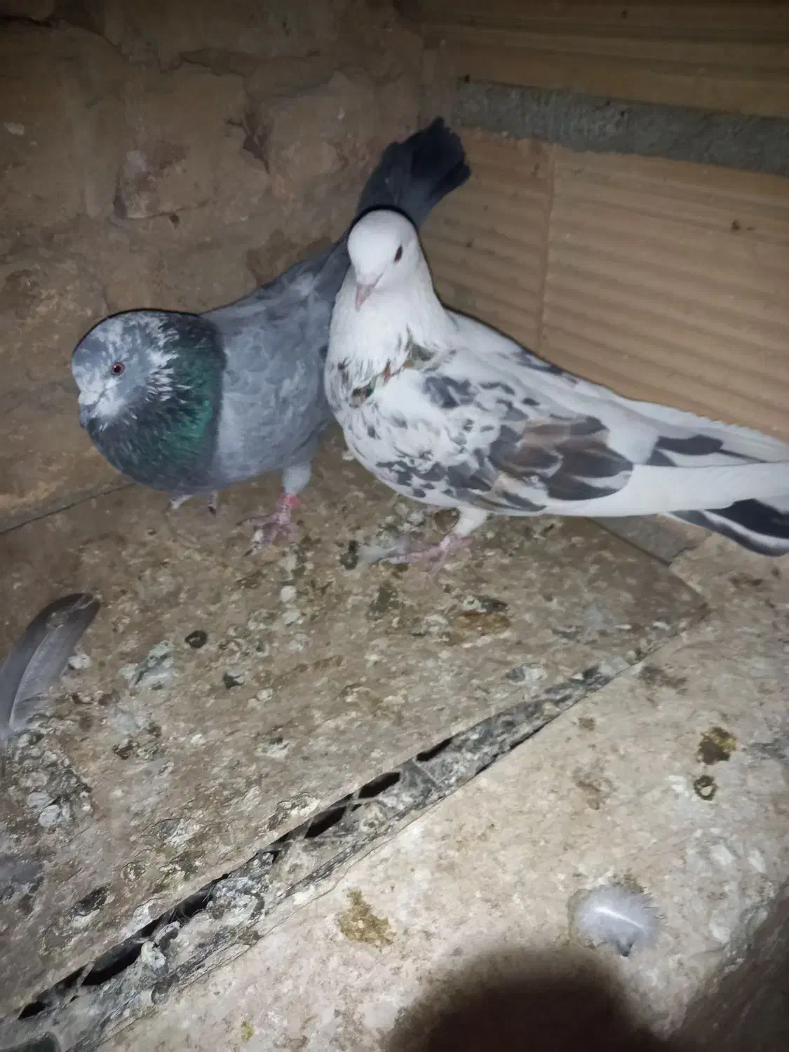 کبوترپرشی|پرنده|پاکدشت, پاکدشت (مامازند)|دیوار