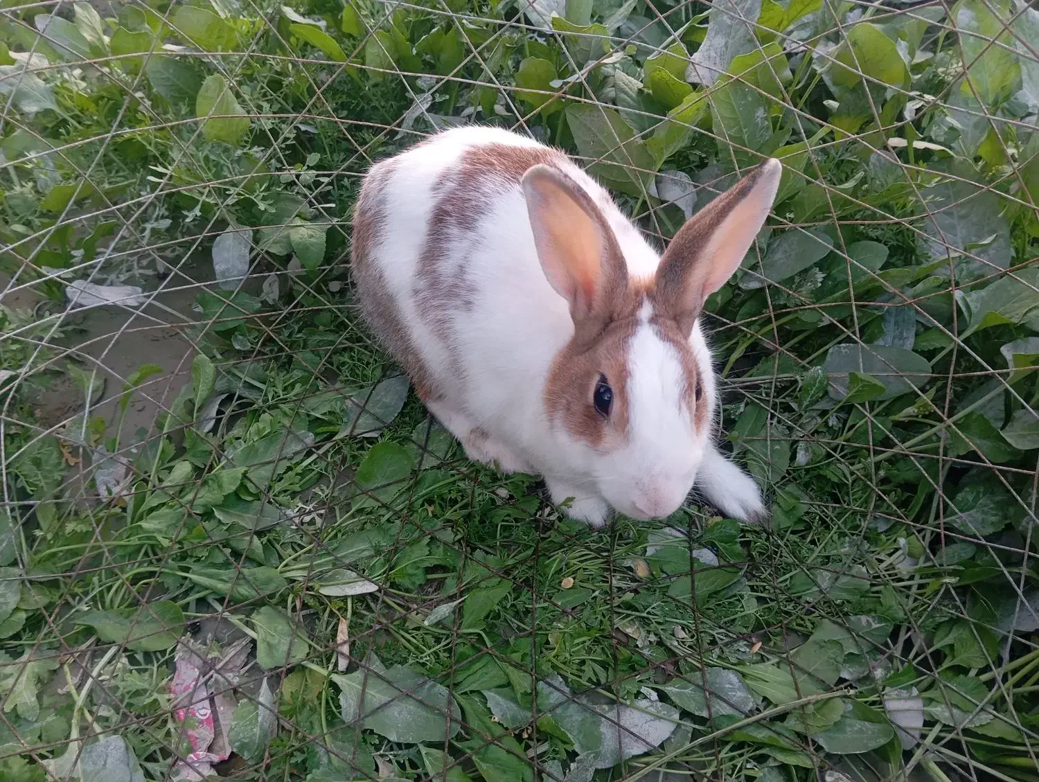 خرگوش نر|موش و خرگوش|درگهان, |دیوار