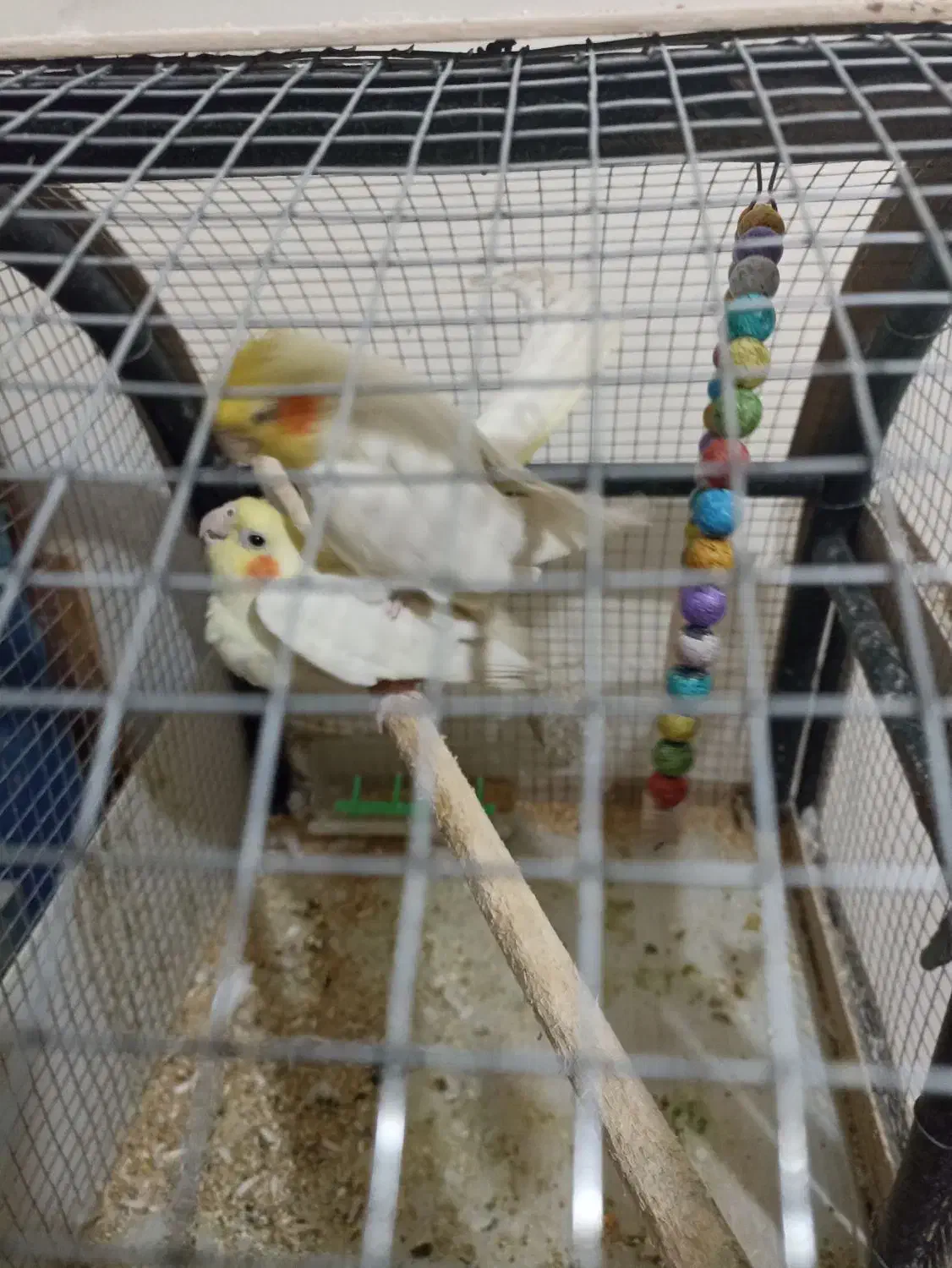 پرنده|تور و چارتر|مشهد, شهرک صنعتی توس|دیوار