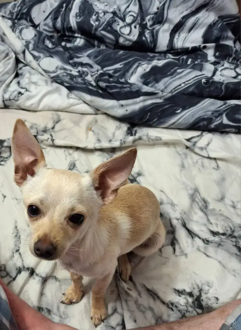 سگ خانگی|سگ|شیراز, عادل آباد|دیوار