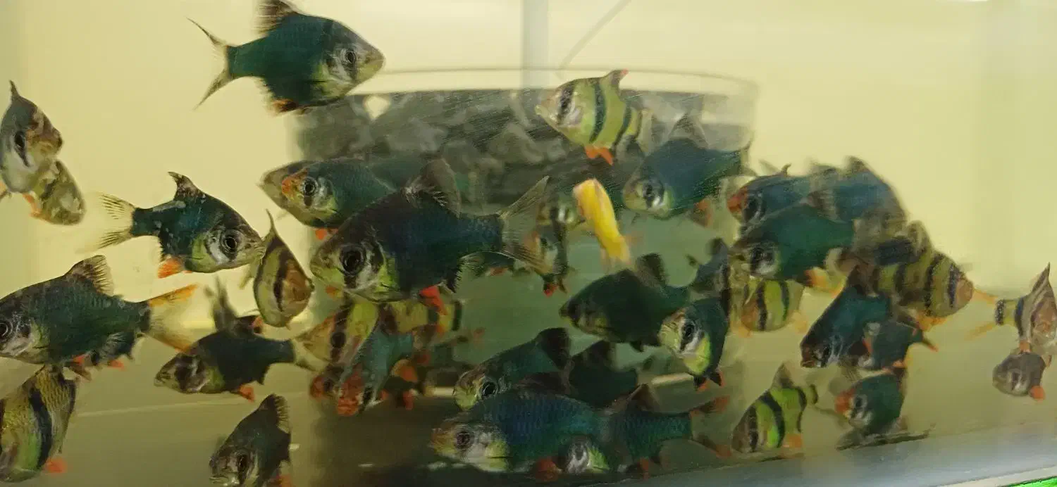 انواع ماهی.عمده و خرده|ماهی|هشتگرد, شهرک اقدسیه|دیوار