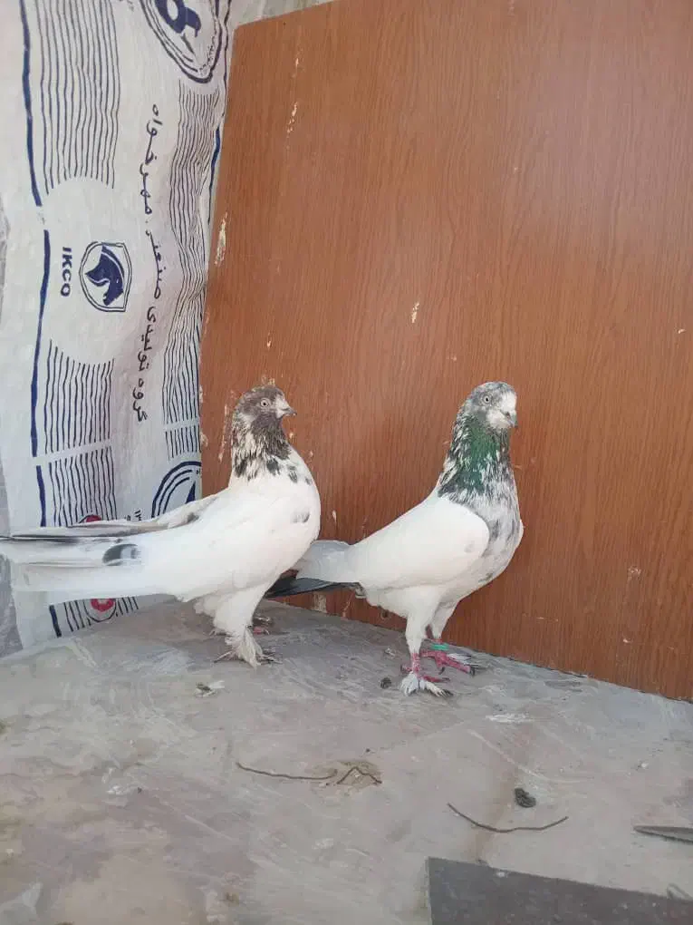 یه جفت کله دم سبز|پرنده|محمدشهر, محمدشهر|دیوار