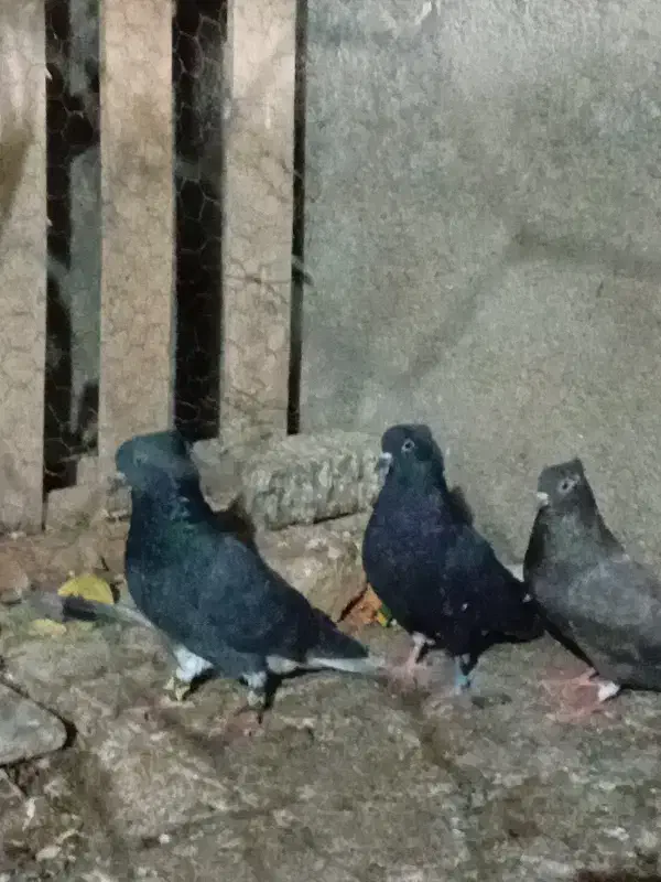 کبوتر|پرنده|کنگاور, |دیوار