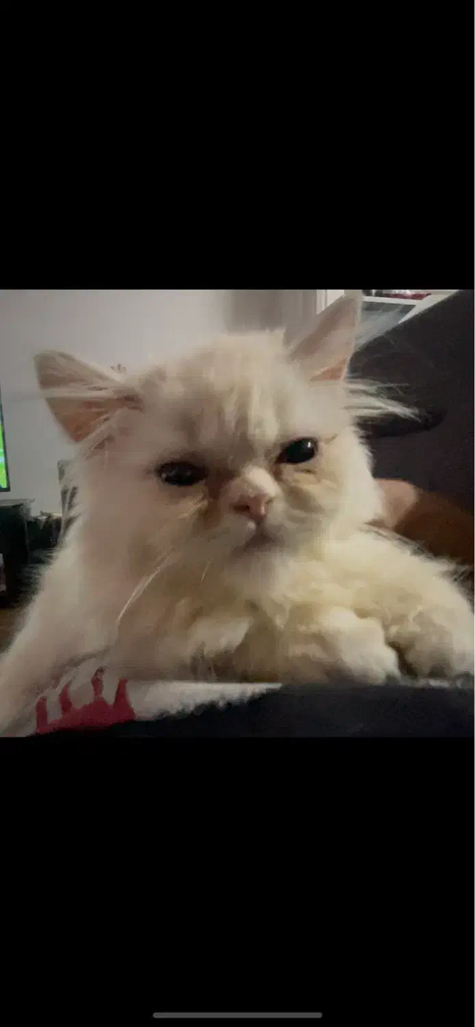 واگذاری گربه پرشین|گربه|رشت, دیلمان|دیوار