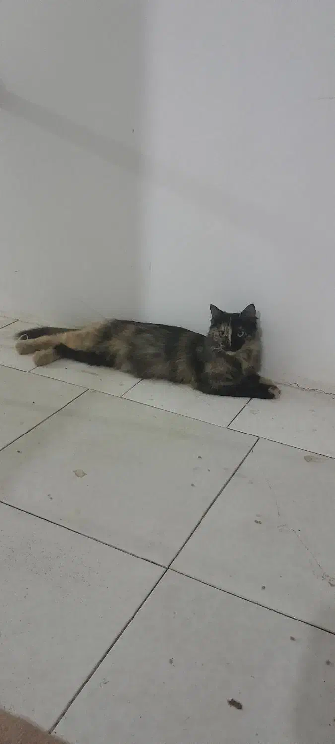 گربه|گربه|پارس‌آباد, |دیوار